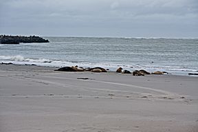 Kegelrobben-Kolonie am Nord-Strand der Düne