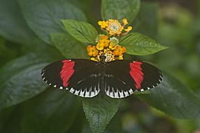 Tropischer Schmetterling, Schmetterlingshaus auf der Insel Mainau
