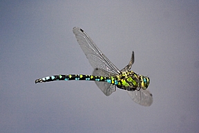 Libellenflug, A. cyanea