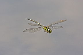 Libellenflug, A. cyanea