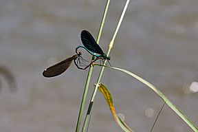 Blauflügel-Prachtlibellen (C. virgo), Paarung