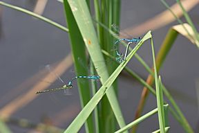 Speer-Azurjungfer, Tandem