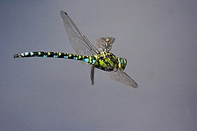 Libellenflug, A. cyanea