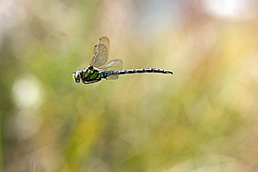 Libellenflug, A. cyanea