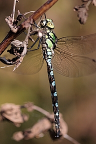 A. cyanea