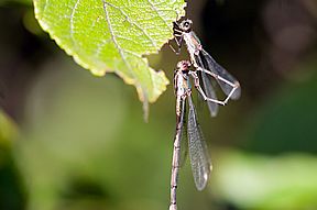 Gemeine Binsenjungfer, Paarung