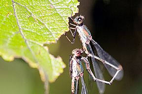 Gemeine Binsenjungfer, Paarung, Ausschnitt