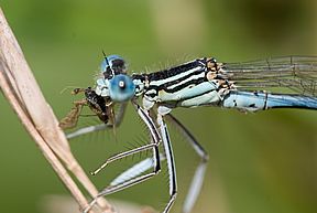 Blaue Federlibelle (m) mit Beute