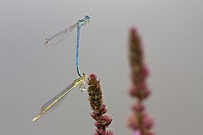 Blaue Federlibelle, Tandem