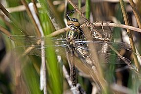 Falkenlibelle beim Schlüpfen