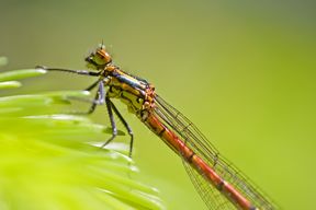 Frühe Adonislibelle