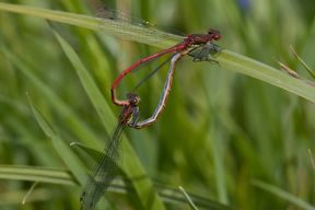 Frühe Adonislibelle, Paarung