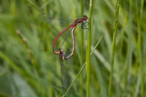 Frühe Adonislibelle, Paarung