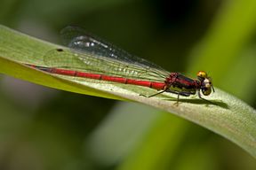 Frühe Adonislibelle