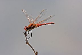 Frühe Heidelibelle (Sympetrum fonscolombii)