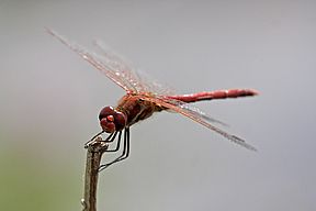 Frühe Heidelibelle (Sympetrum fonscolombii)