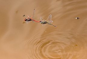 Frühe Heidelibelle (Sympetrum fonscolombii), Eiablage