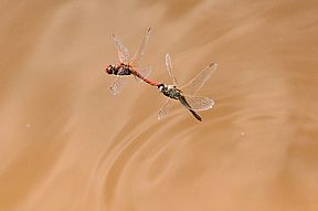 Frühe Heidelibelle (Sympetrum fonscolombii), Eiablage