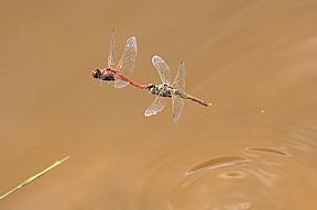 Frühe Heidelibelle (Sympetrum fonscolombii), Eiablage