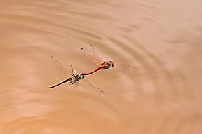 Frühe Heidelibelle (Sympetrum fonscolombii), Eiablage