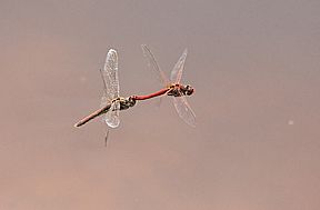 Frühe Heidelibelle (Sympetrum fonscolombii), Eiablage