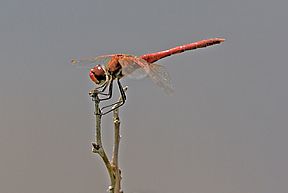 Frühe Heidelibelle (Sympetrum fonscolombii)