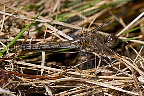 Grosse Heidelibelle, altes Weibchen