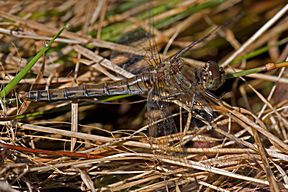 Grosse Heidelibelle, altes Weibchen