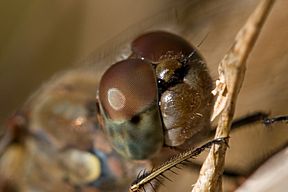 Grosse Heidelibelle, altes Weibchen