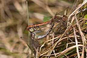 Grosse Heidelibelle, Tandem