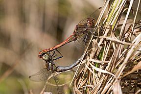 Grosse Heidelibelle, Tandem