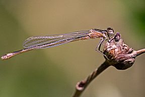 Große Pechlibelle (Ischnura elegans), Weibchen