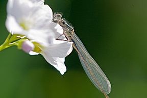 Große Pechlibelle (Ischnura elegans), Weibchen