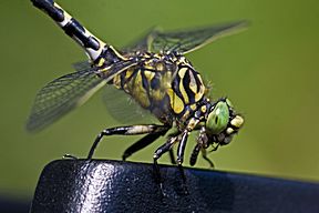 Die Libelle hat eine Fliege erbeutet.