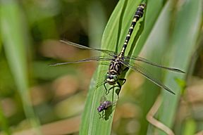 Kleine Zangenlibelle