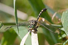 Kleine Zangenlibelle