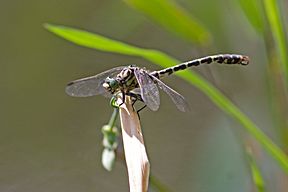 Kleine Zangenlibelle