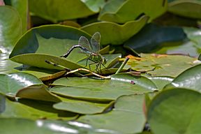 Große Königslibelle (Anax imperator)