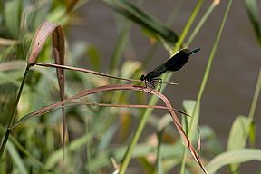 Gebänderte Prachtlibelle (C. splendens) (m)