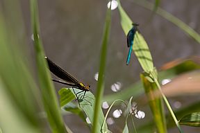 Blauflügel-Prachtlibelle (C. virgo) (w)