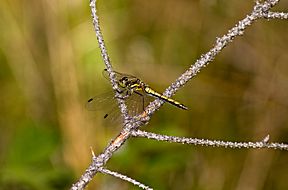 Schwarze Heidelibelle (Sympetrum danae) Weibchen