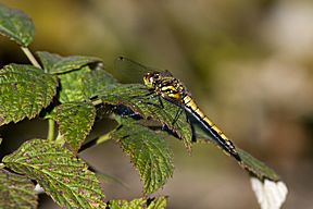 Schwarze Heidelibelle (Sympetrum danae) Weibchen