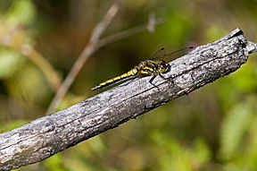 Schwarze Heidelibelle (Sympetrum danae) Weibchen