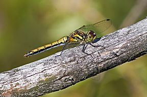 Schwarze Heidelibelle (Sympetrum danae) Weibchen