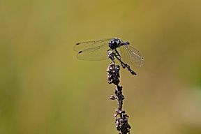 Schwarze Heidelibelle (Sympetrum danae)