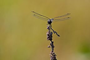 Schwarze Heidelibelle (Sympetrum danae)