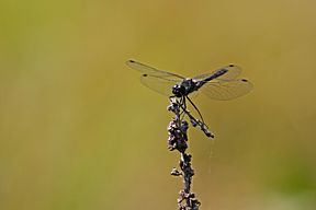 Schwarze Heidelibelle (Sympetrum danae)