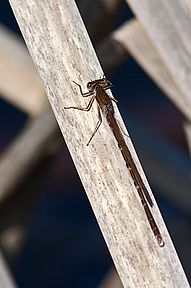 Gemeine Winterlibelle (Sympecma fusca), 09.04.2009