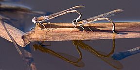 Gemeine Winterlibelle (Sympecma fusca), Eiablage