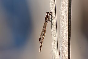 Gemeine Winterlibelle (Sympecma fusca), 14.04.2009